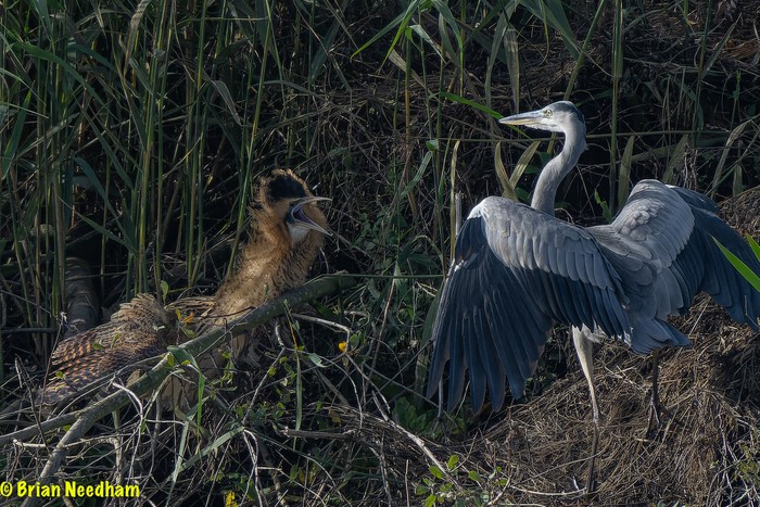 Bittern