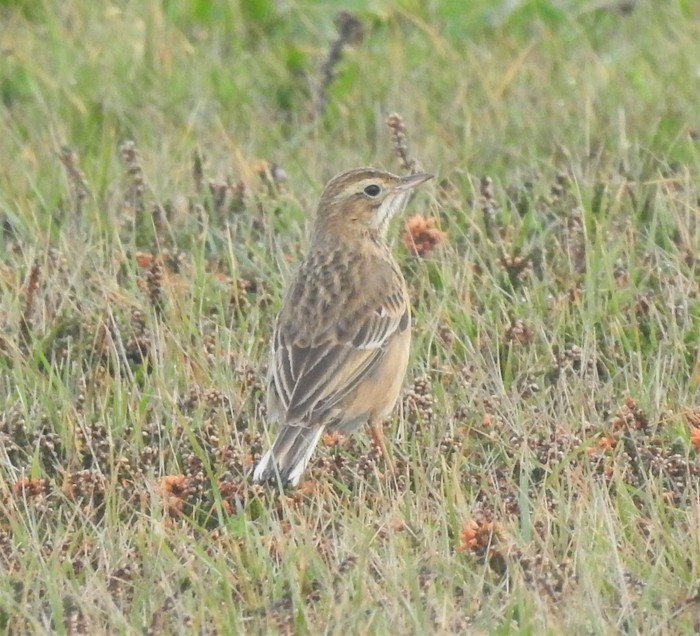 Richard's Pipit