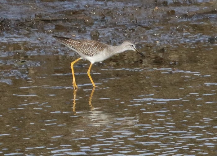 Lesser Yellowlegs