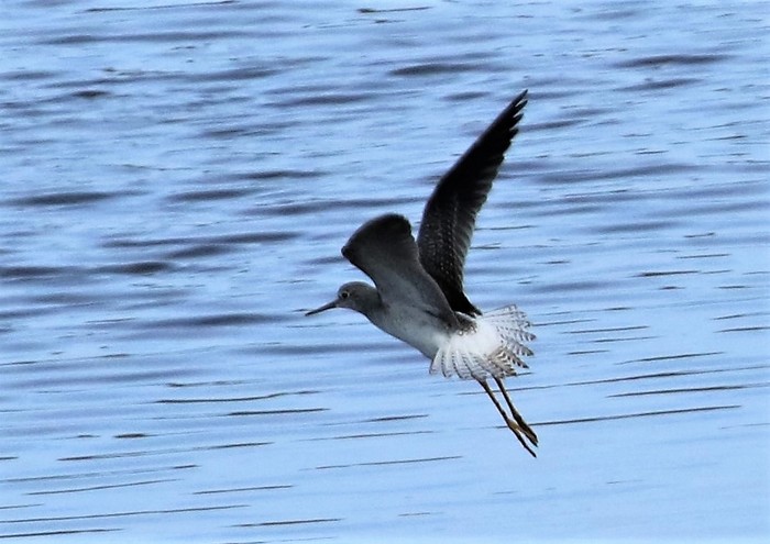 Lesser Yellowlegs