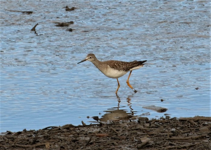 Lesser Yellowlegs