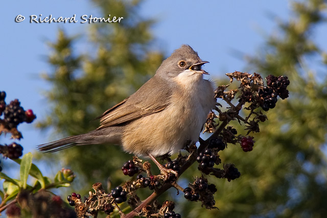 Subalpine Warbler