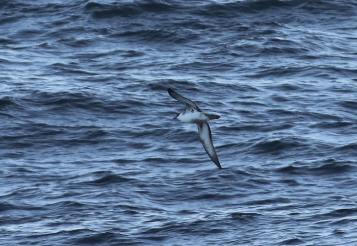 Great Shearwater