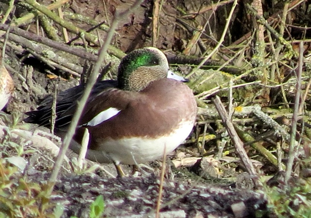 American Wigeon
