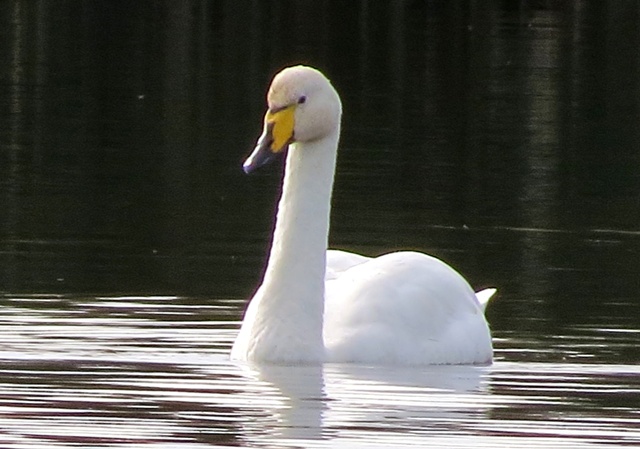 Whooper Swan