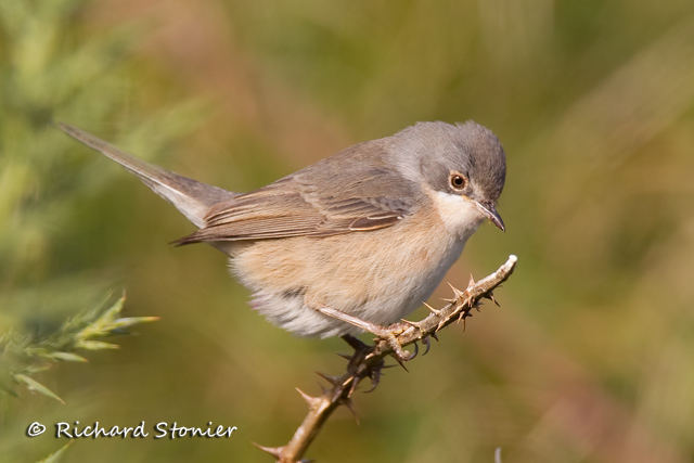 Subalpine Warbler