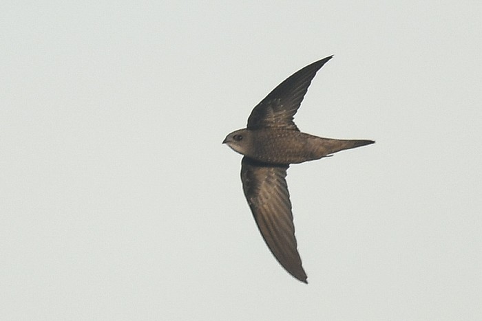 Pallid Swift