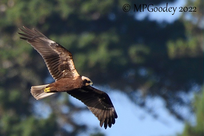 Marsh Harrier