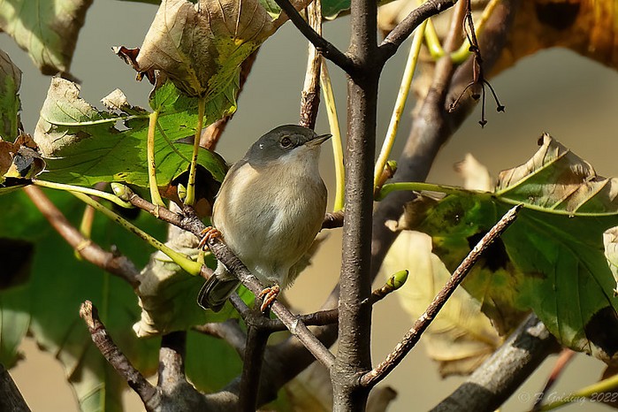 Subalpine Warbler sp