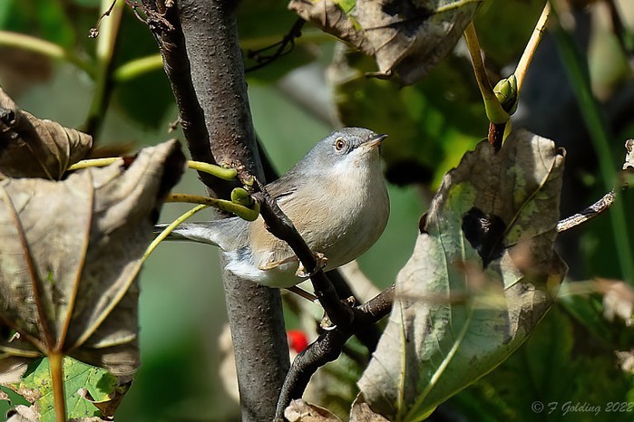 Subalpine Warbler sp