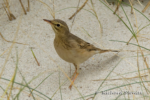 Tawny Pipit