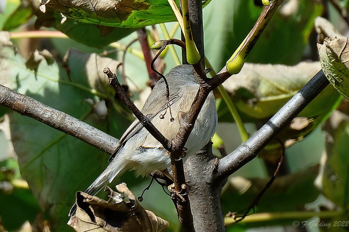 Subalpine Warbler sp