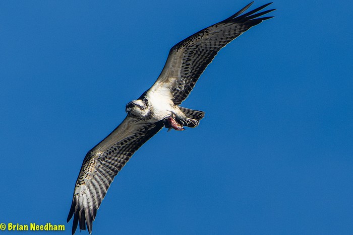 osprey