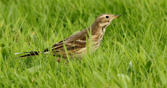 American Buff-bellied Pipit
