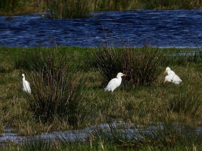 Cattle Egret