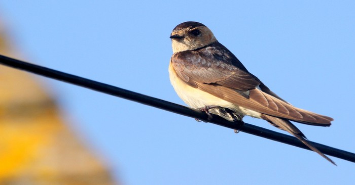 Red-rumped Swallow