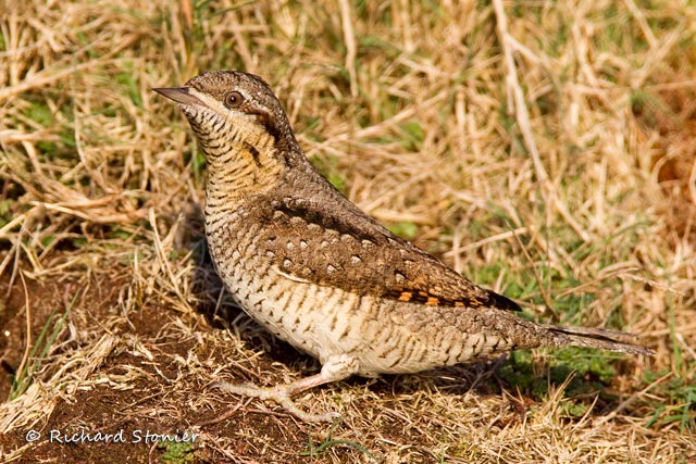 Wryneck