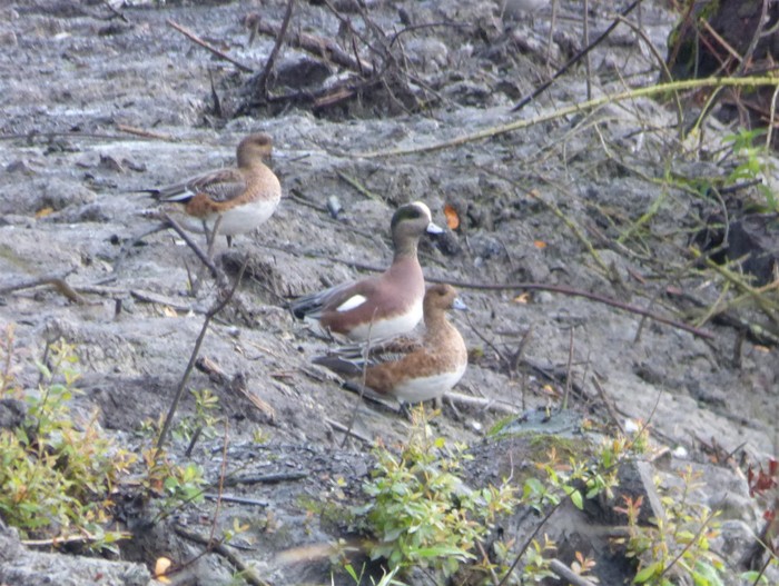 American Wigeon