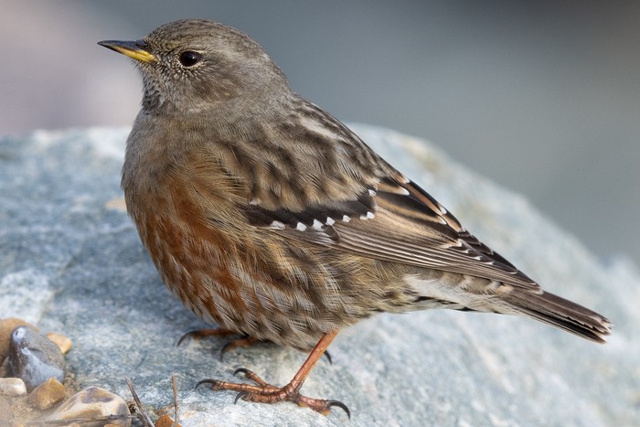 Alpine Accentor