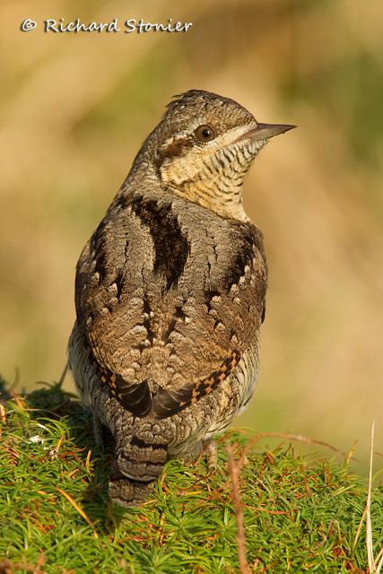 Wryneck