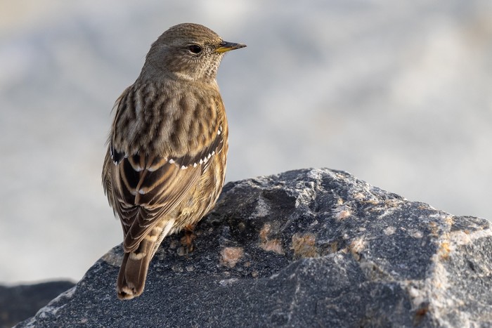 Alpine Accentor