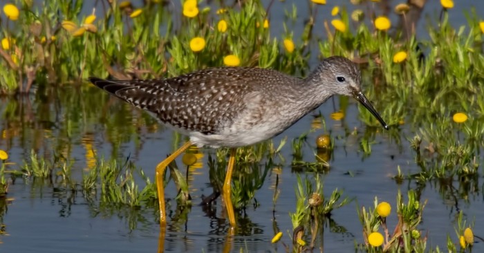 Lesser Yellowlegs