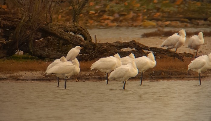 Cattle Egret