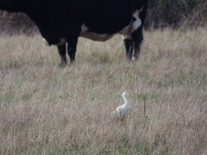 Cattle Egret