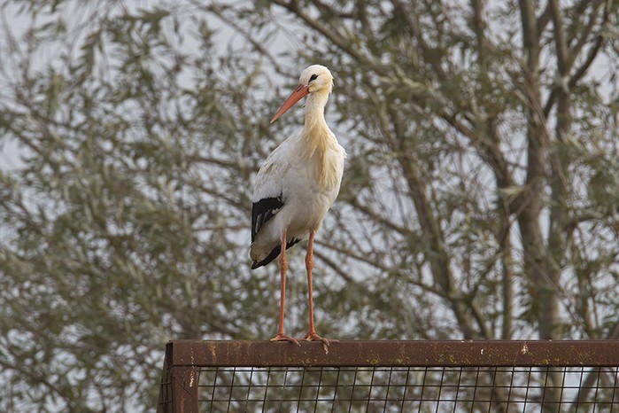 White Stork