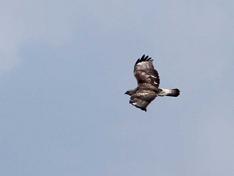 Rough-legged Buzzard
