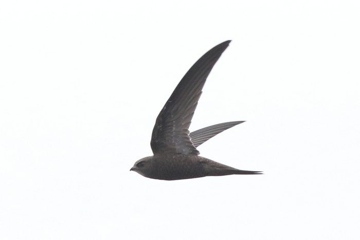 Pallid Swift