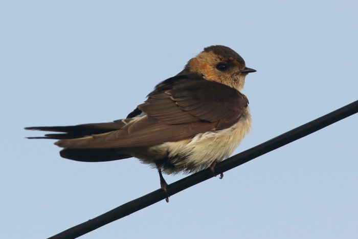 Red-rumped Swallow