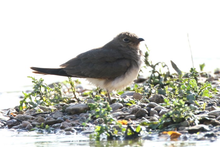 Collared Pratincole