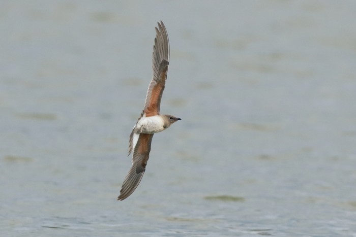 Collared Pratincole