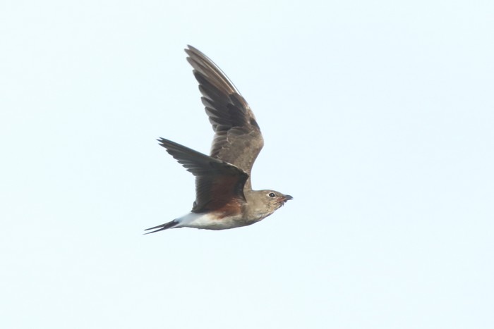 Collared Pratincole