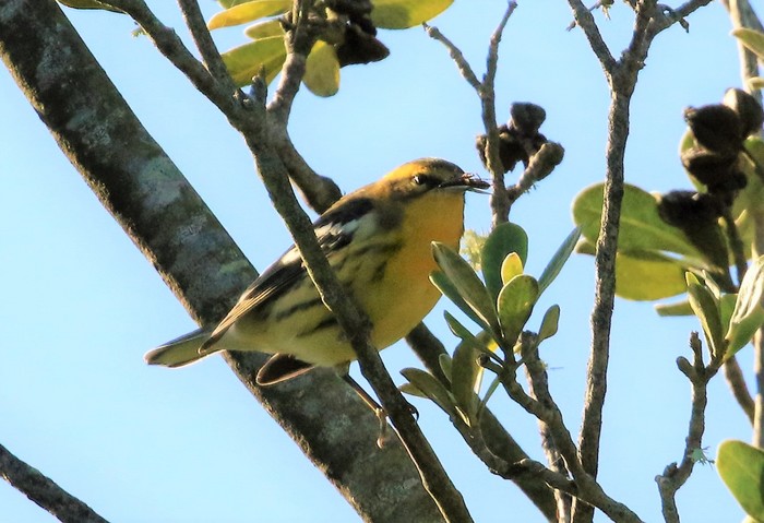 Blackburnian Warbler