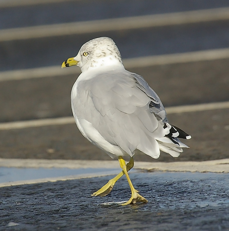 Ring-billed Gull