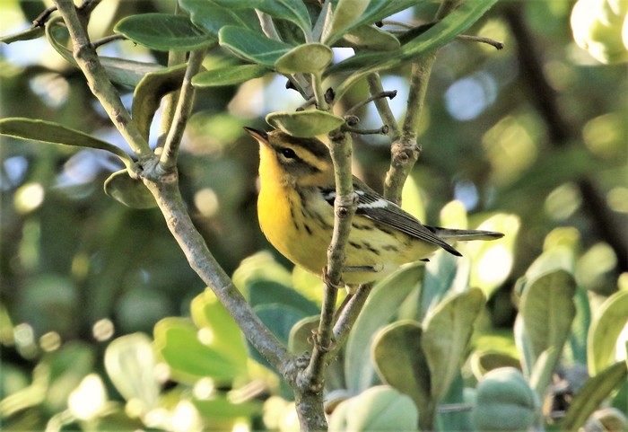 Blackburnian Warbler