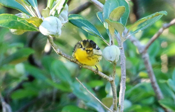 Blackburnian Warbler