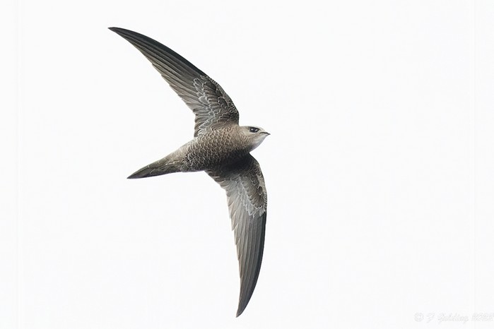 Pallid Swift