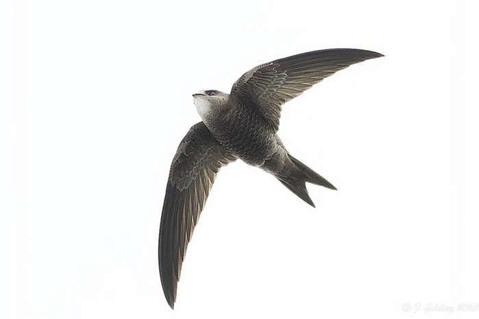 Pallid Swift