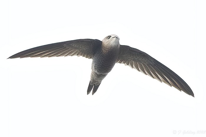 Pallid Swift