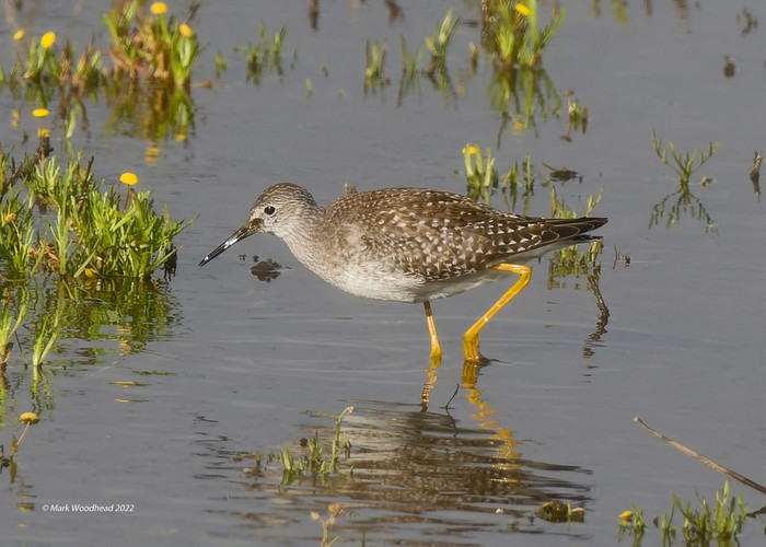 Lesser Yellowlegs