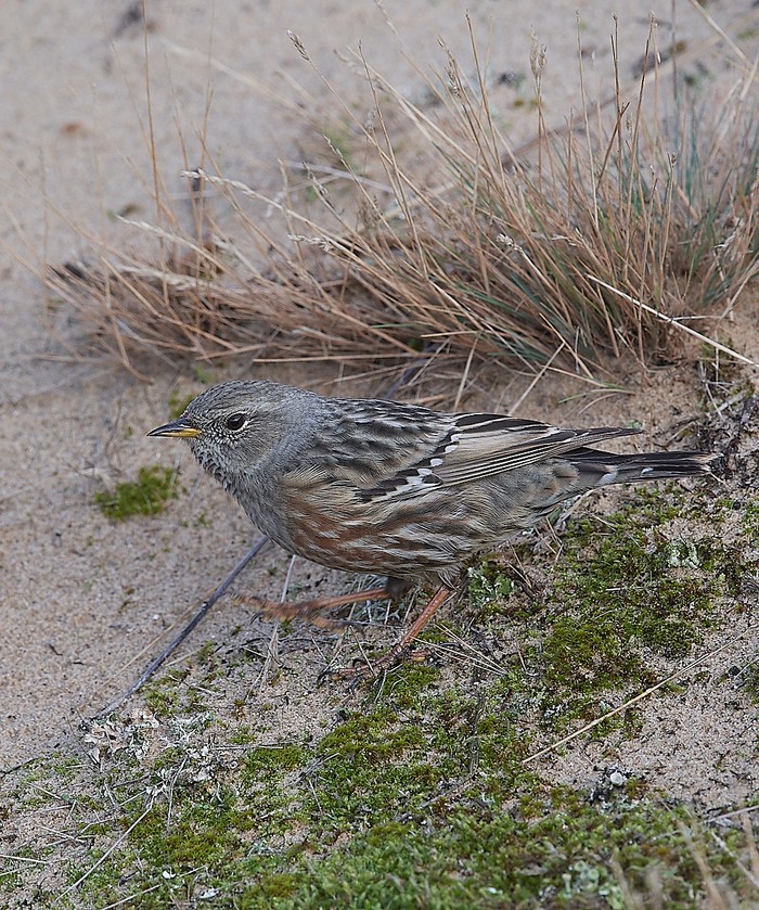Alpine Accentor