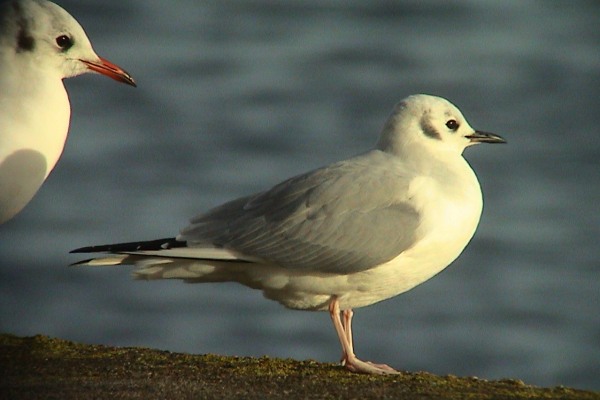 Bonaparte's Gull