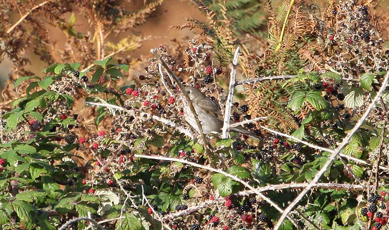 Grey-cheeked Thrush