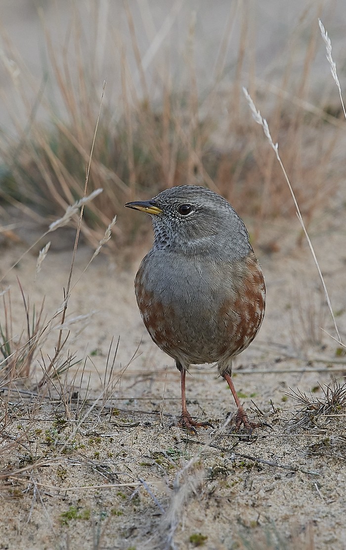 Alpine Accentor