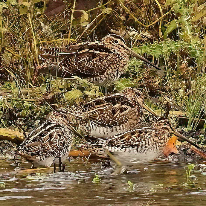 Snipe