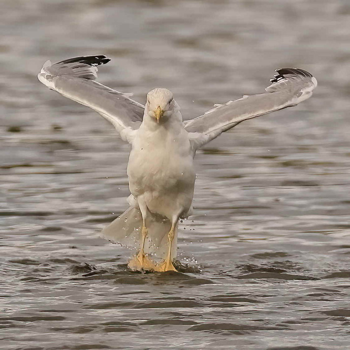 Yellow-legged Gull