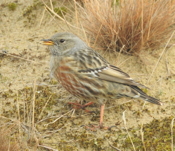 Alpine Accentor